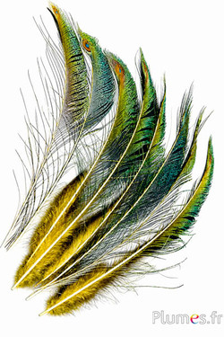 Pfau blau Schwert - 30-38 cm - gelb